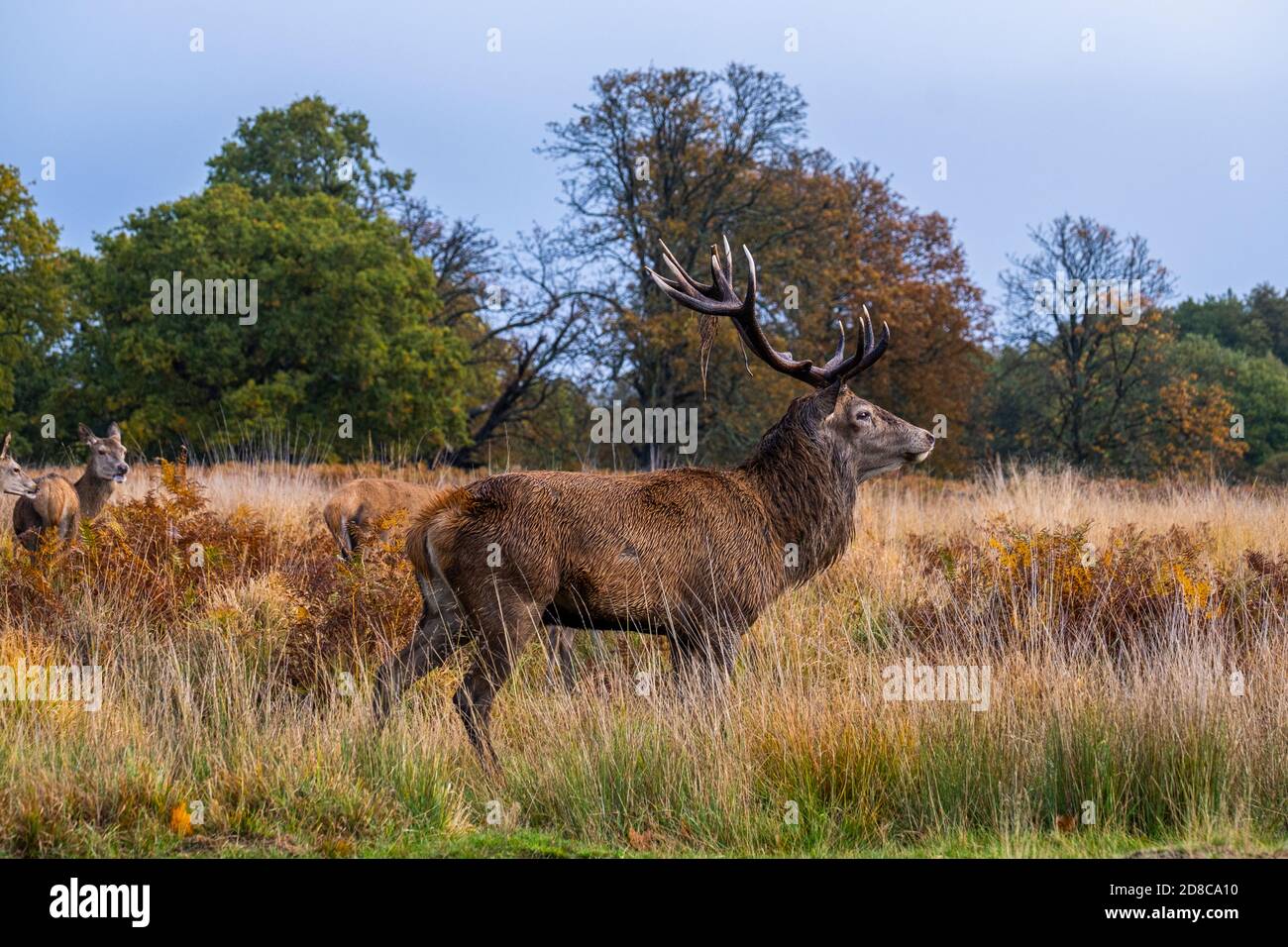 Portrait of a Stag in Richmond park Stock Photo