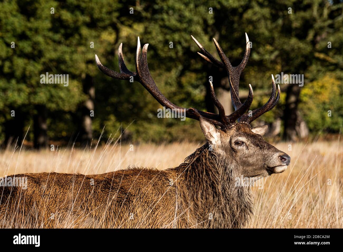 Portrait of a Stag in Richmond park Stock Photo