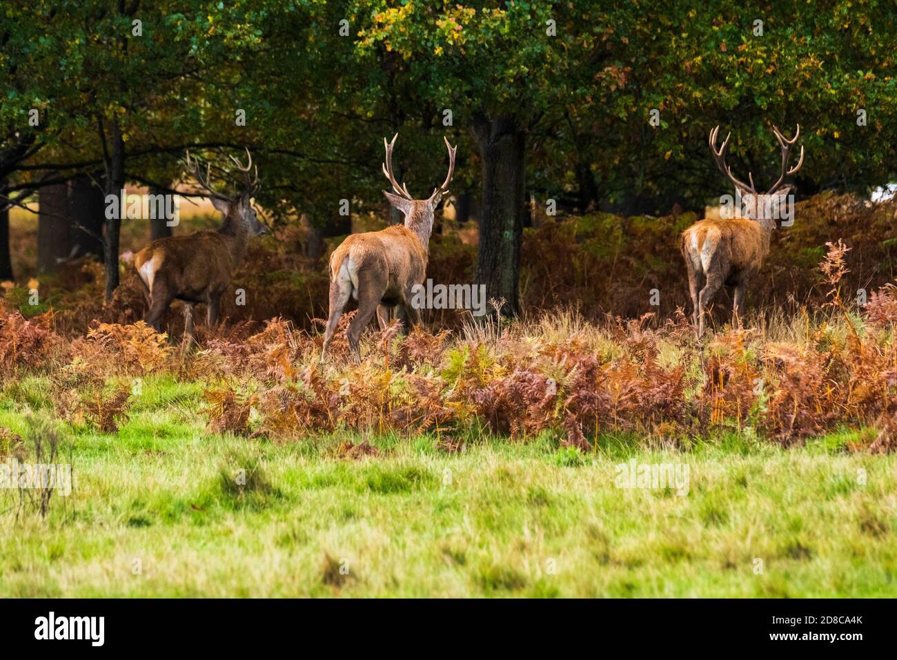 Stags and deers in Richmond park in London Stock Photo