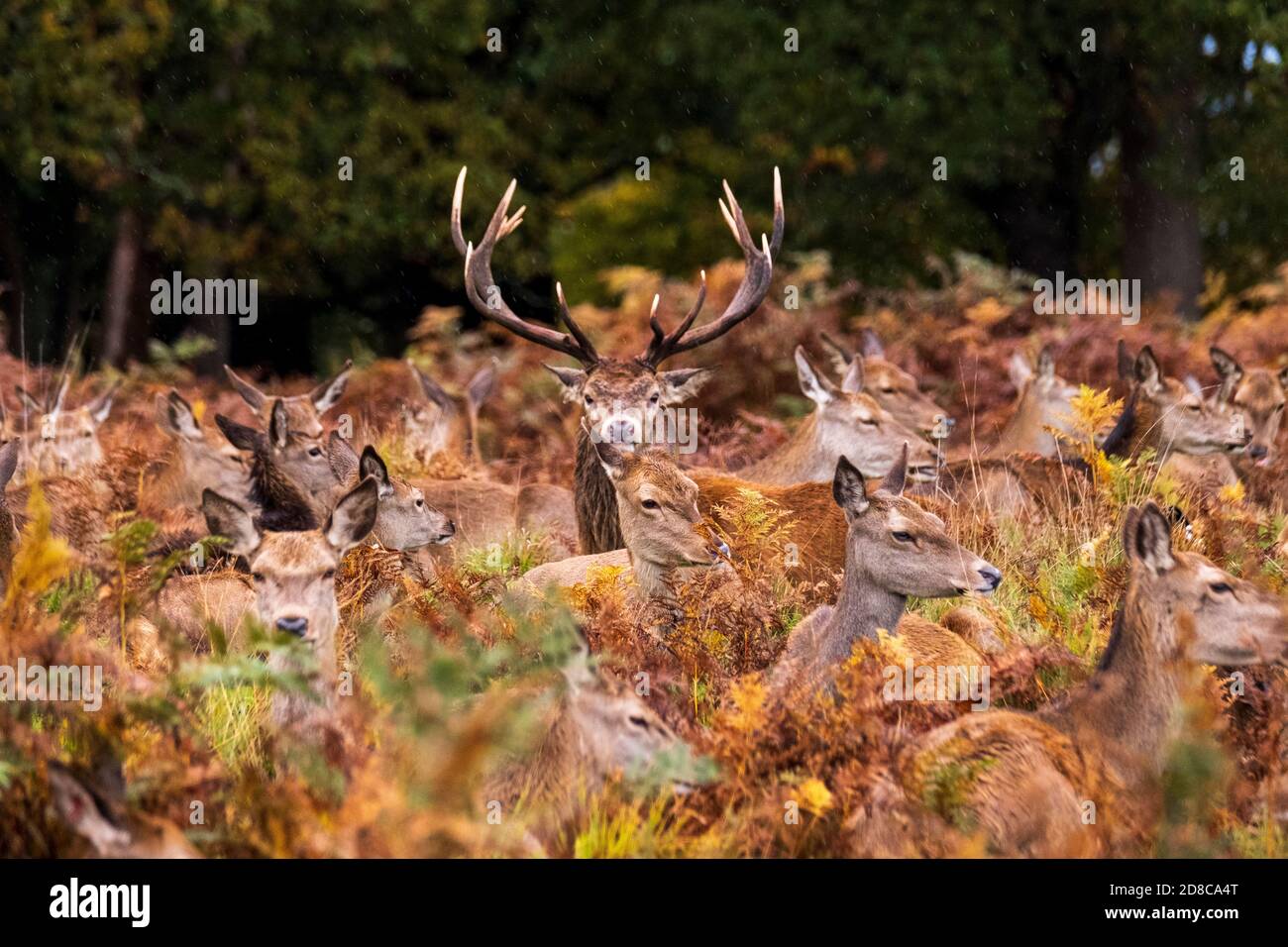 Portrait of a Stag in Richmond park Stock Photo