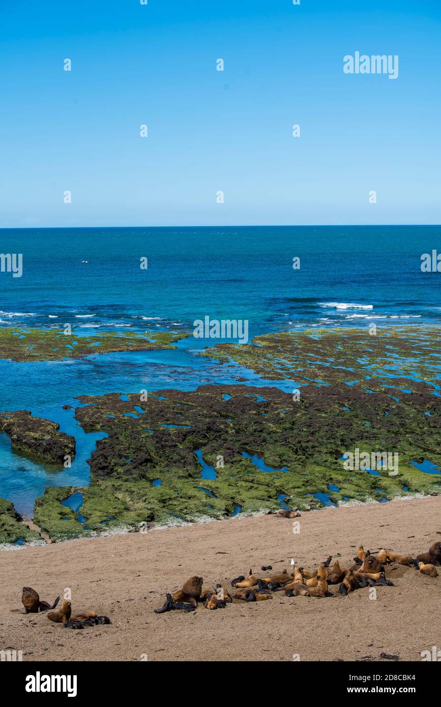 panoramic view of the beach near Puerto Madryn in Valdes Peninsula in northern Patagonia, Argentina. Sea Lions and Magellanic penguins dwelling in a n Stock Photo