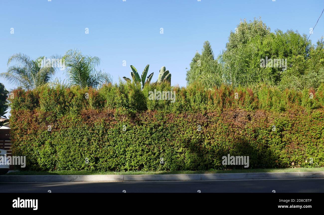 Tarzana, California, USA 28th October 2020 A general view of atmosphere of Lisa Marie Presley's former home at 18531 Wells Drive on October 28, 2020 in Tarzana, California, USA. Photo by Barry King/Alamy Stock Photo Stock Photo