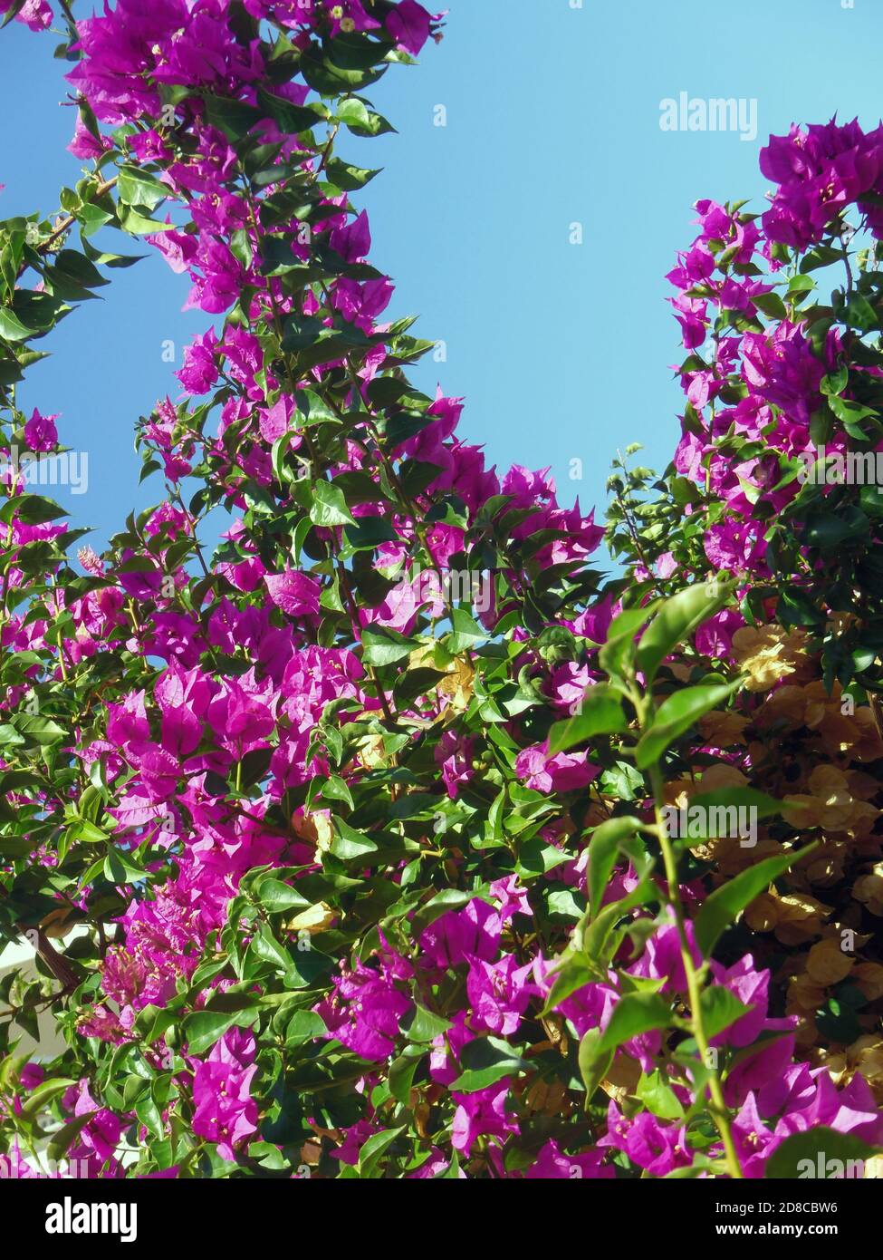 Vibrant coloured bracts of Bougainvillea tropical climbing plant 'Pouttonic special' Stock Photo