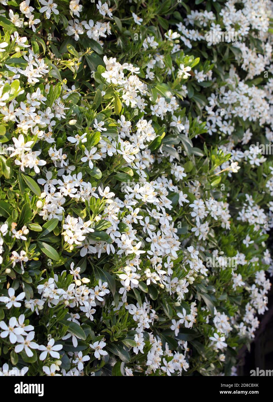 April scented white blossom on Choisya ternata 'Mexican Orange' Stock Photo