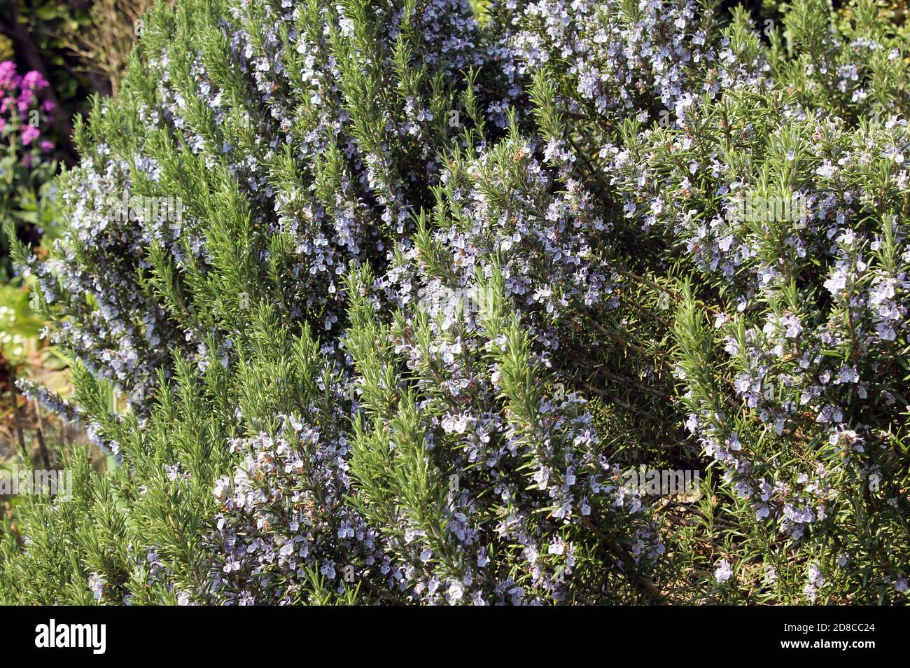 Spring scented blue flowers of the herb Rosmarinus Officinalis 'Rosemary' a large garden evergreen shrub Stock Photo
