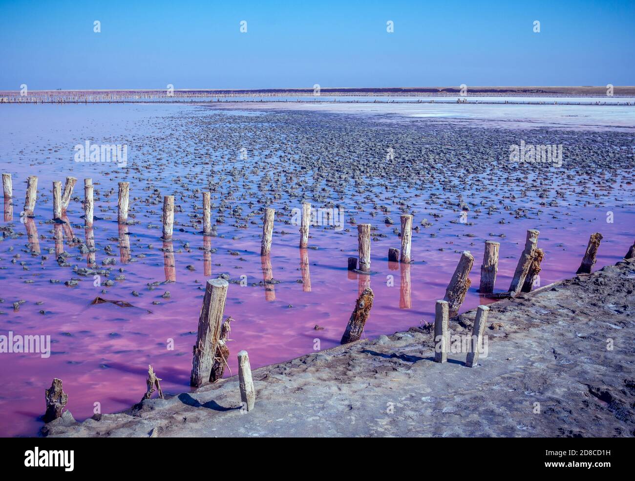 Salt, brine and mud of pink salty Syvash Lake near Azov Sea, colored by micro algae Dunaliellasalina, enriching water of the lake by beta-carotene Stock Photo