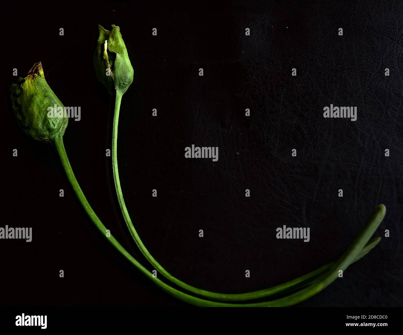 Green shoots of faded calla lilies in an artistic composition on a black background. Stock Photo