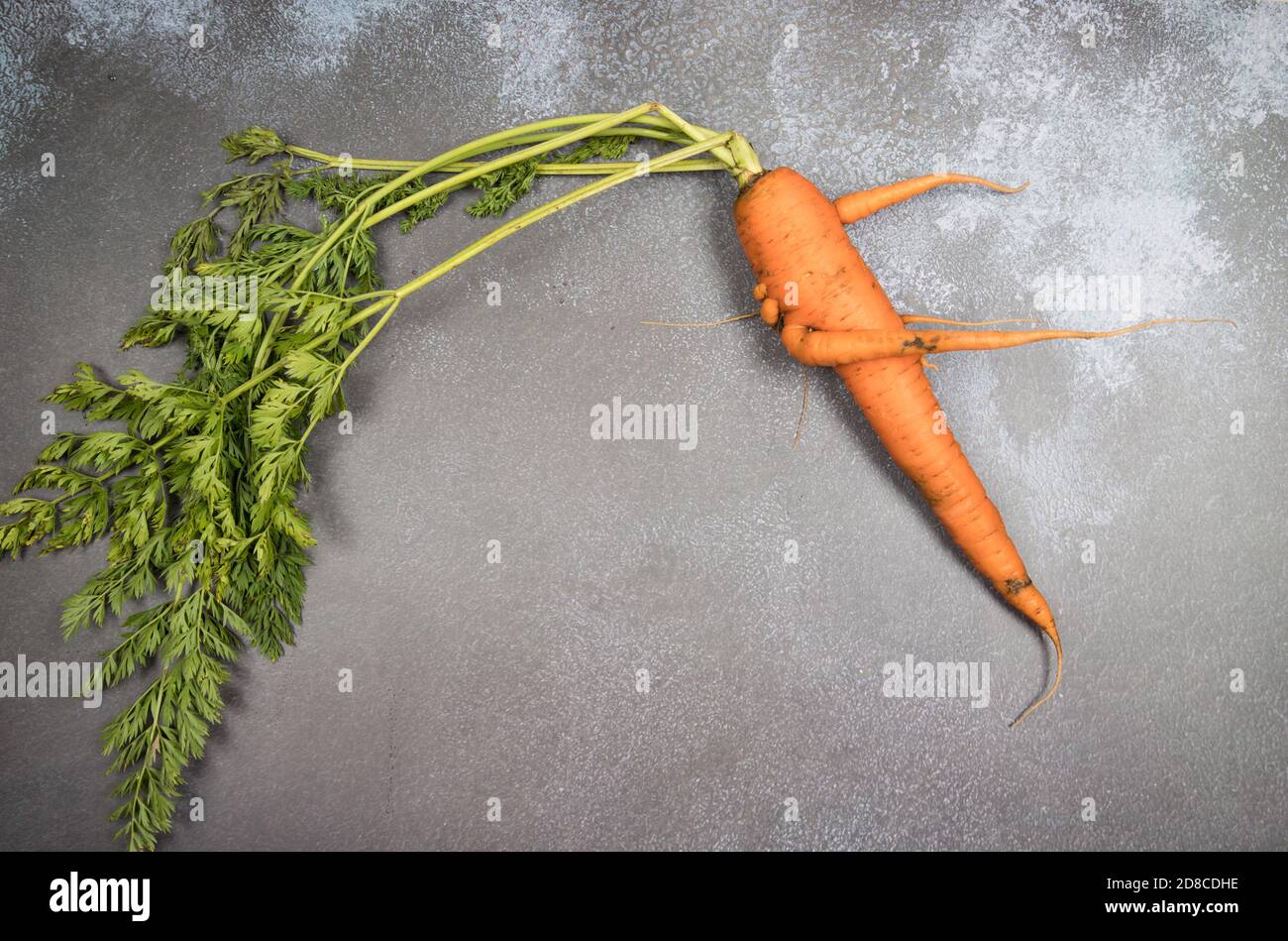 Deformed ugly carrot root crop with a bizarre shape with various appendages on a dark background . A place for a copy of space. Horizontal orientation Stock Photo