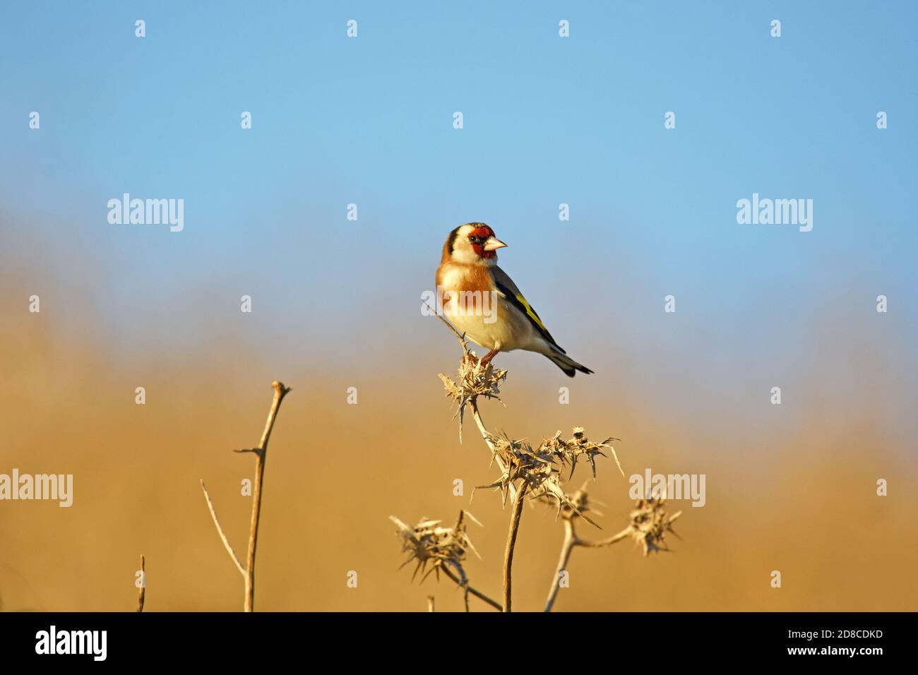Goldfinch habitat Stock Photo