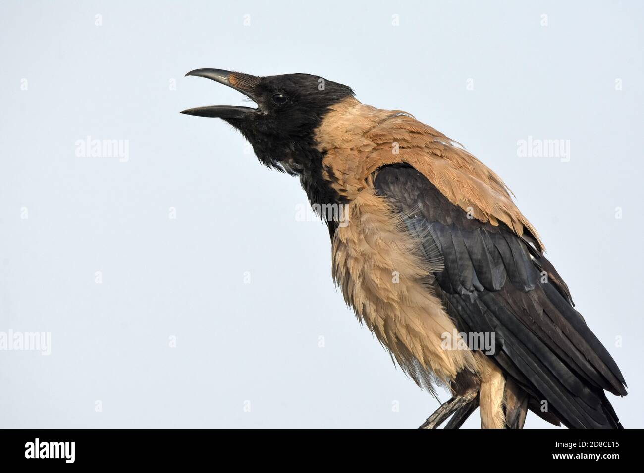 hooded crow (Corvus cornix) calls Stock Photo