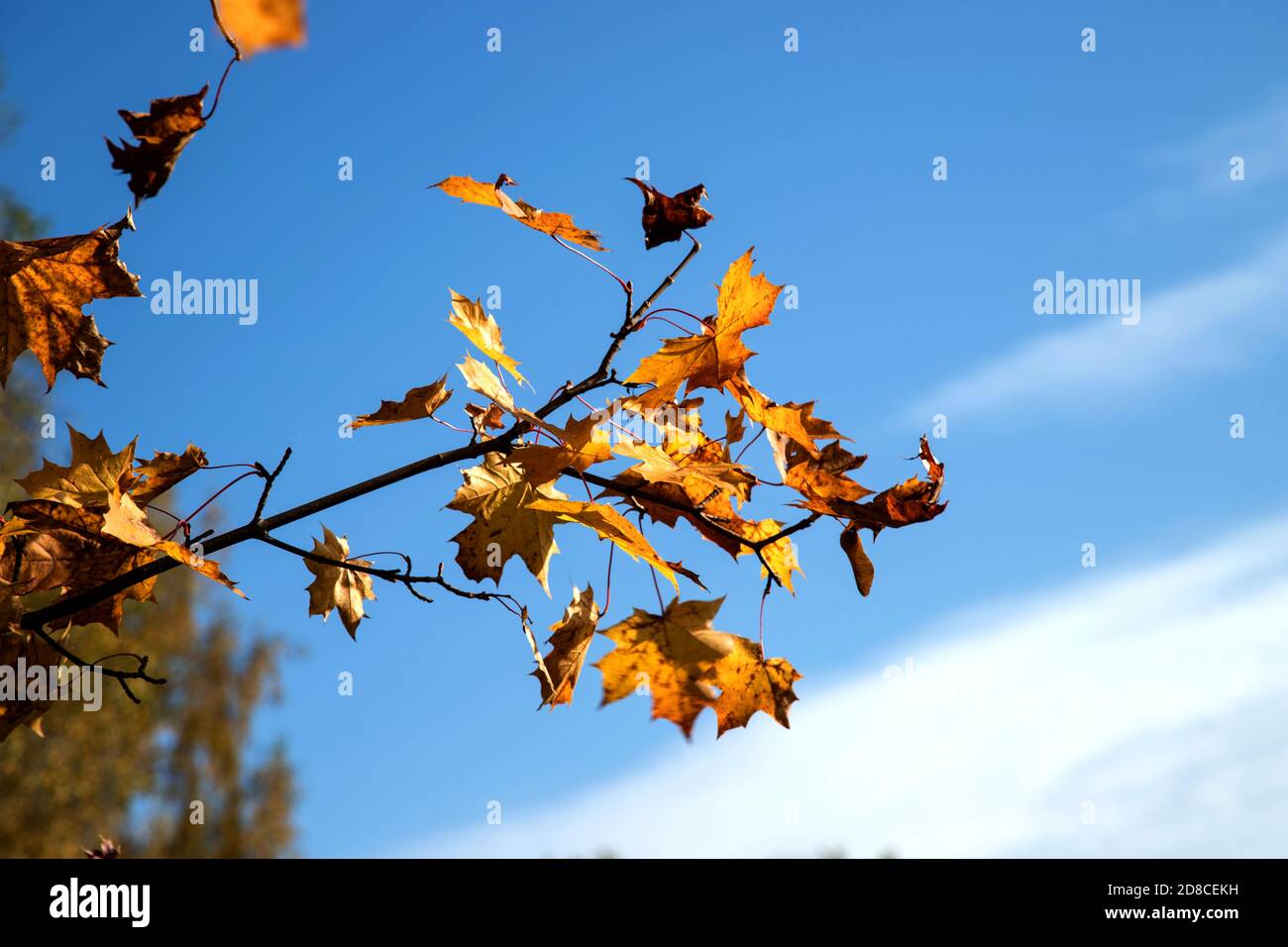 Branches of a maple tree with autumn leaves flying in the wind.A place