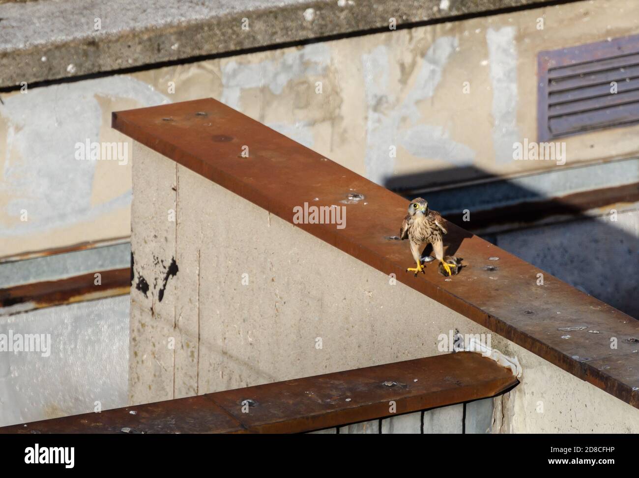 Kestrel on a building roof standing on a caught prey in it's claws Stock Photo