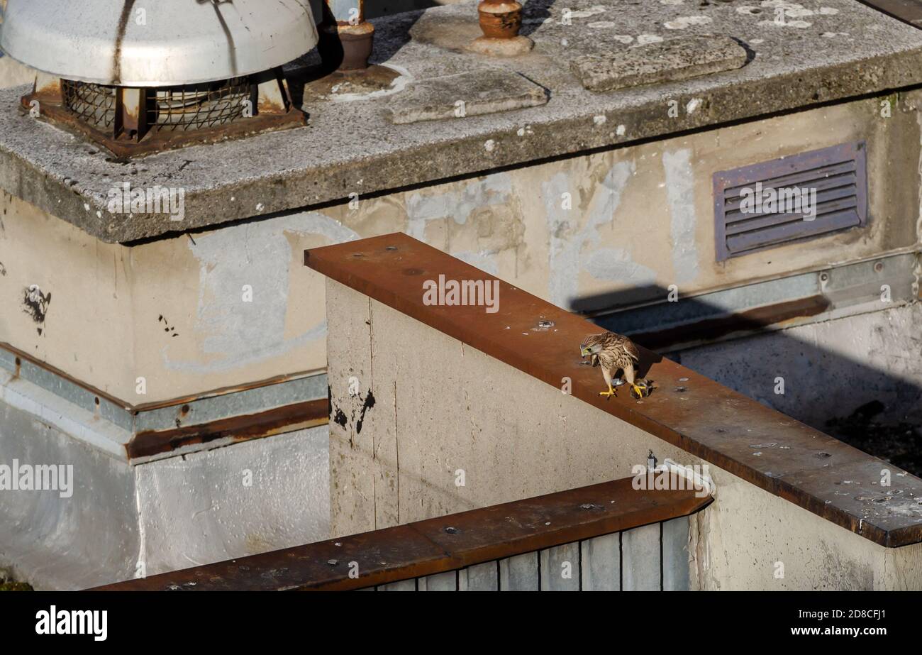 Kestrel stands on the roof of the building with a hunted mouse in it's claws Stock Photo