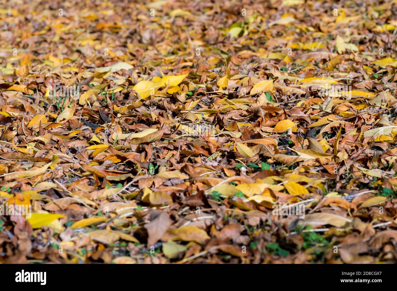 texture of colorful dry fallen tree leaves on forest floor in autumn.  background wallpaper dry leaves Stock Photo - Alamy
