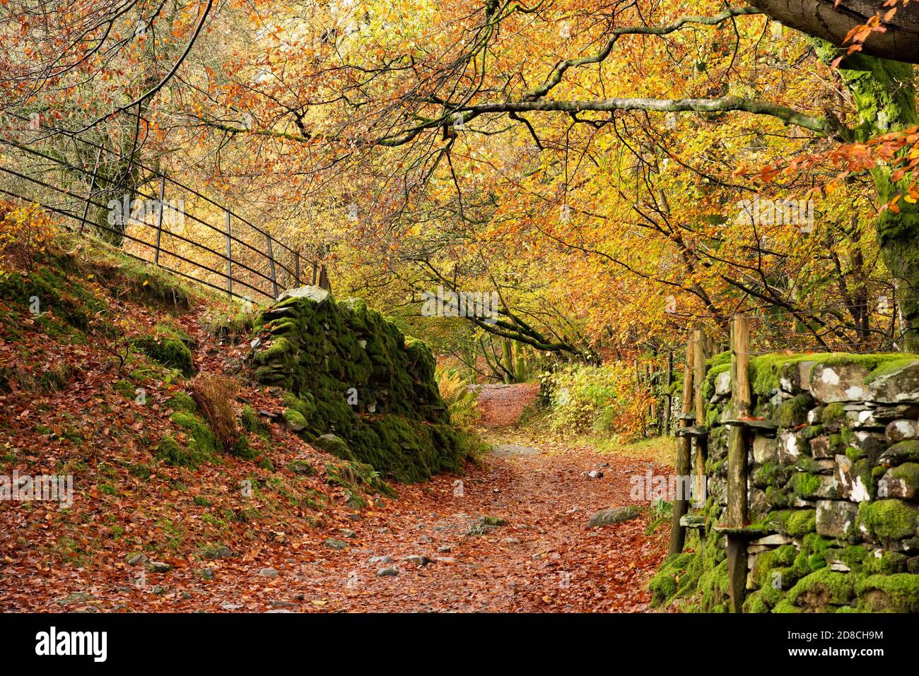 Autumn colours, Grasmere, Cumbria in the Lake District. Stock Photo