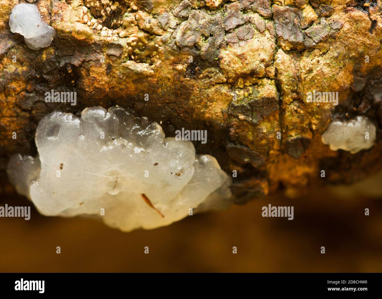 Crystal brain fungus (Exidia nucleata) growing on fallen log in Derbyshire woodlands UK Stock Photo