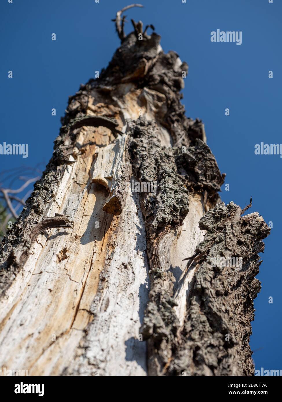 Tree without branches hires stock photography and images Alamy