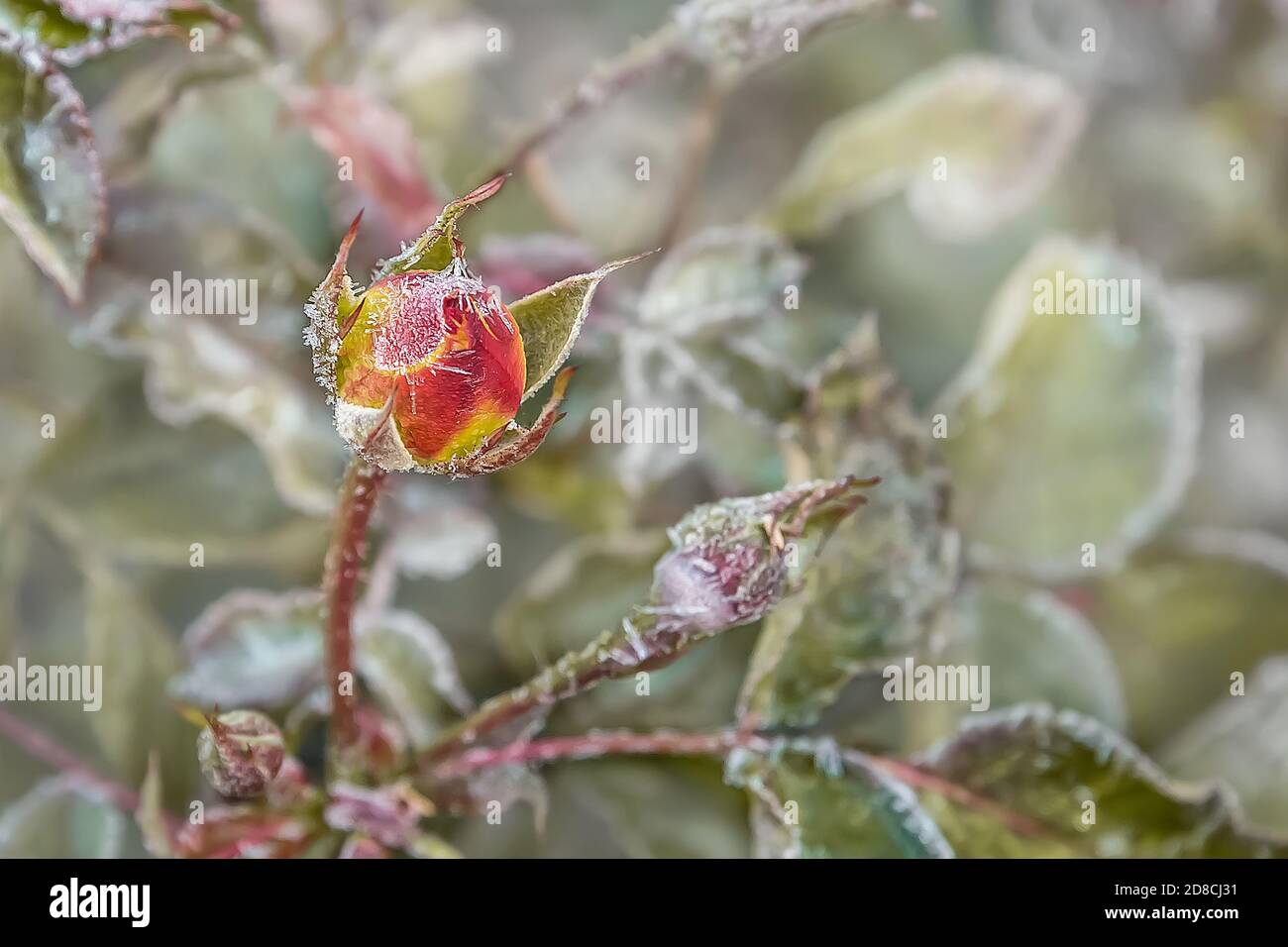Garden rose Bud in the early morning of autumn. The first frost on the buds  flowers and leaves. The first autumn frosts. Background of autumn frozen f  Stock Photo - Alamy