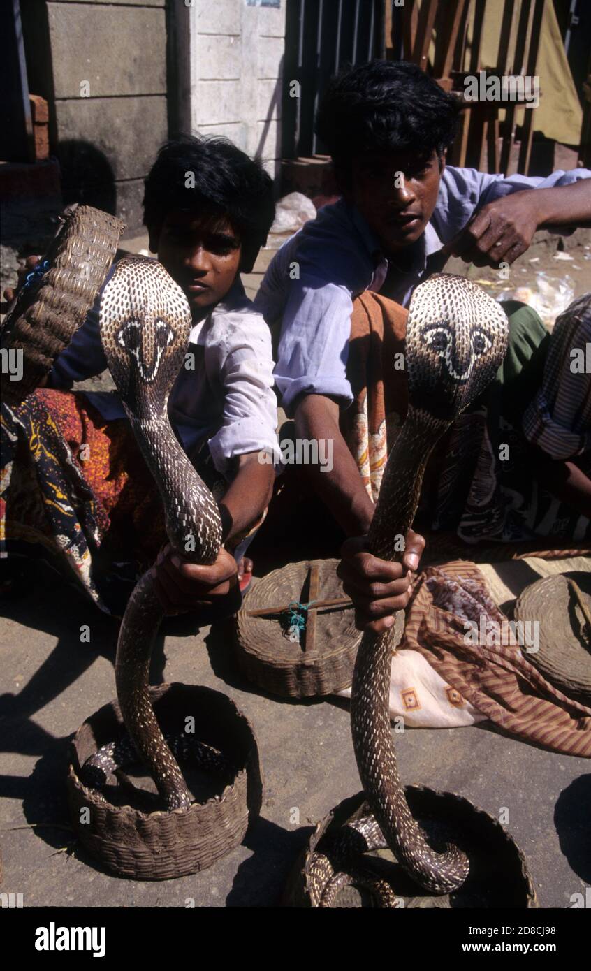 Snake charmers with rearing cobras in the Pettah bazaar district, Colombo, Sri Lanka Stock Photo