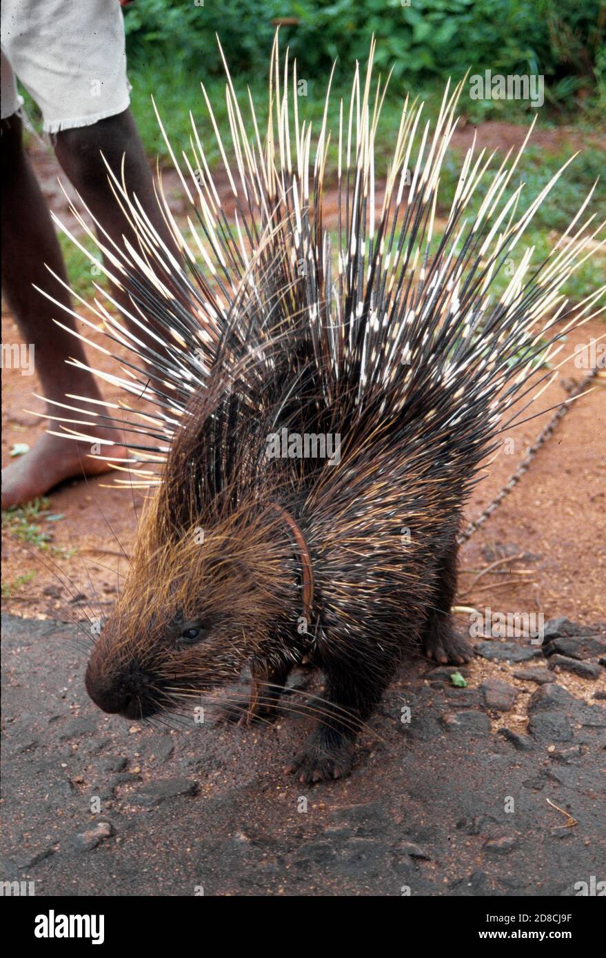 Porcupine Homes