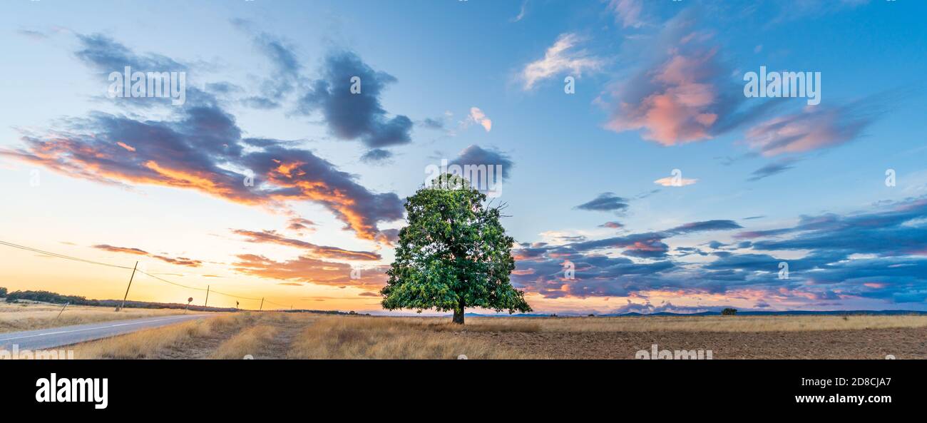 Isolated chestnut tree near hi-res stock photography and images - Alamy