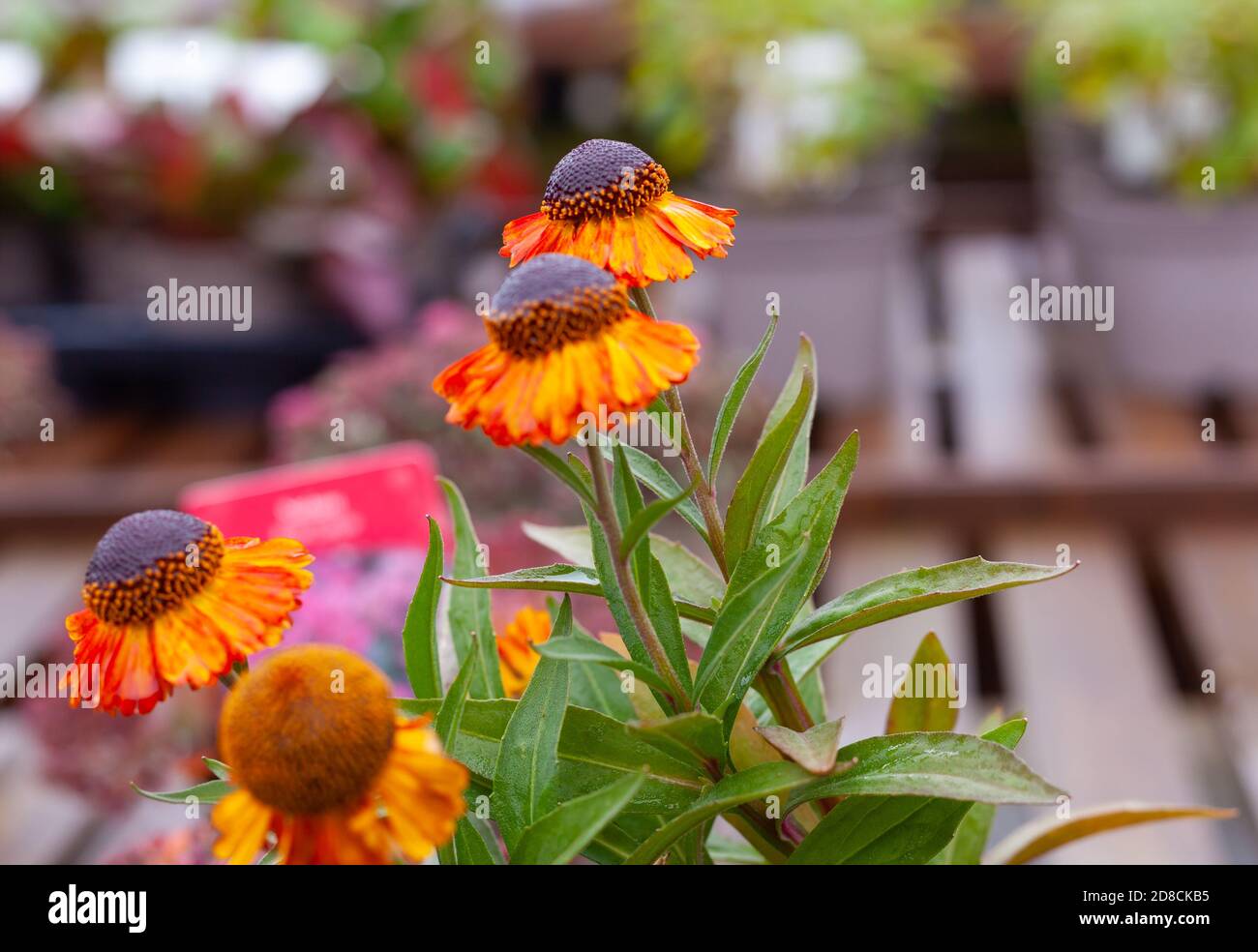 Close-up of the fiery-orange Helenium autumnale flowerheads ( Short n Sassy variety) Stock Photo