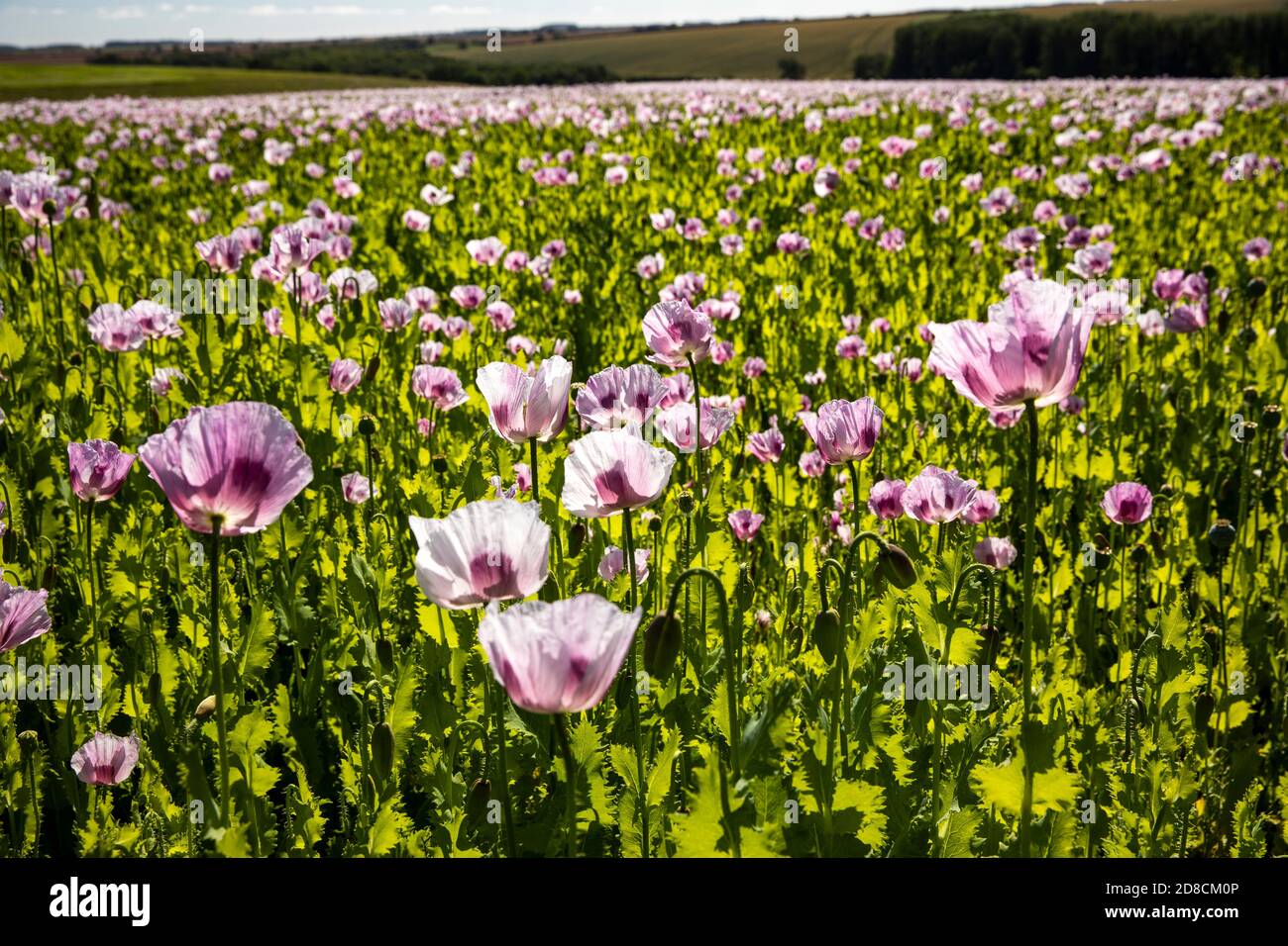 Poppy crop hires stock photography and images Alamy