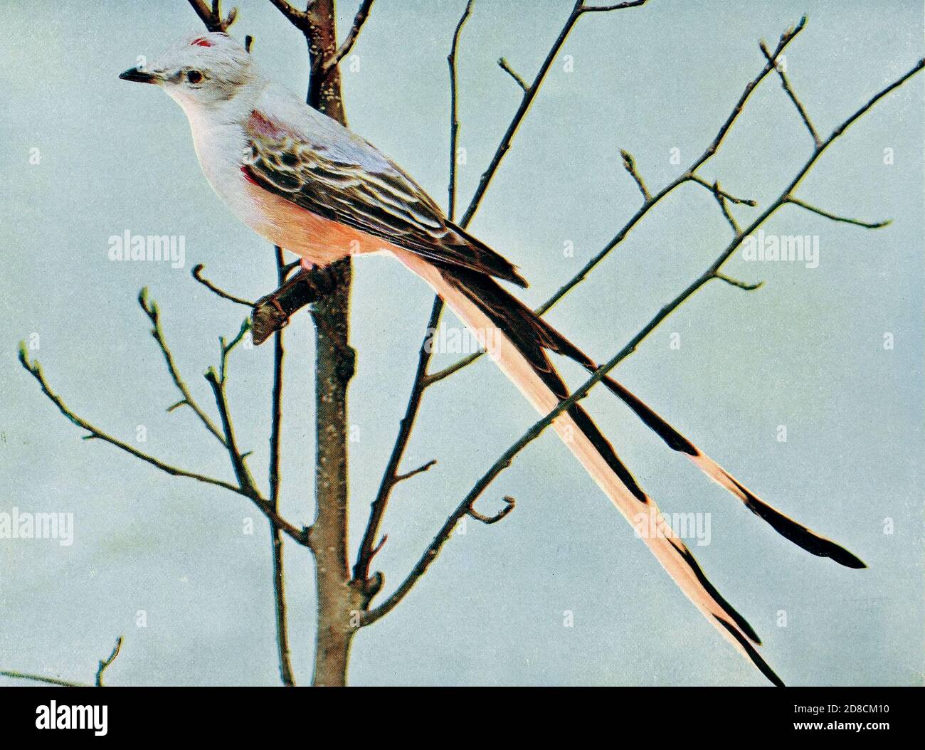 The scissor-tailed flycatcher (Tyrannus forficatus), also known as the Texas bird-of-paradise and swallow-tailed flycatcher, is a long-tailed bird of the genus Tyrannus, whose members are collectively referred to as kingbirds. The kingbirds are a group of large insectivorous (insect-eating) birds in the tyrant flycatcher (Tyrannidae) family. The scissor-tailed flycatcher is found in North and Central America. From Birds : illustrated by color photography : a monthly serial. Knowledge of Bird-life Vol 1 No 5 May 1897 Stock Photo