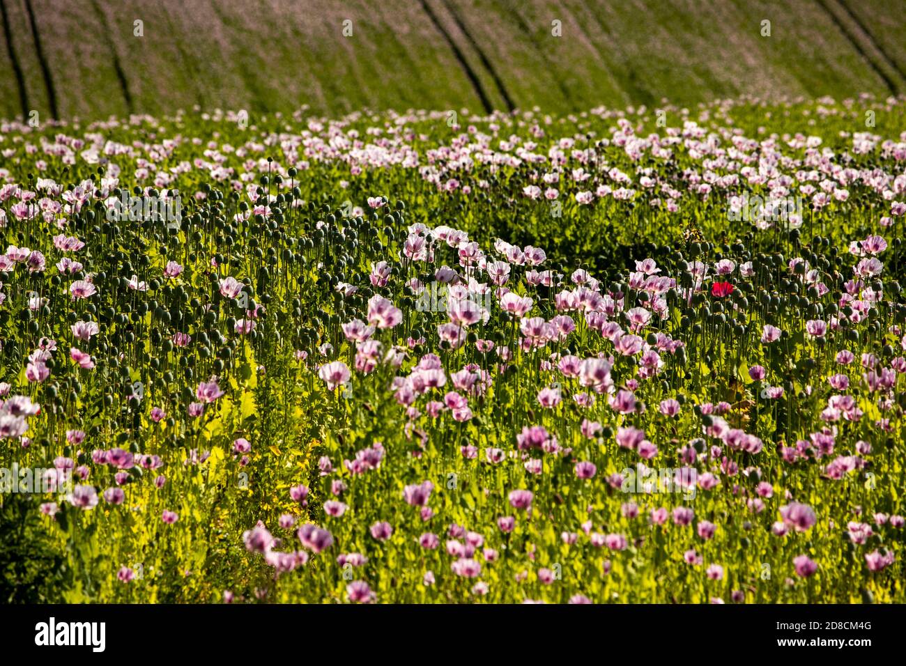 UK, England, Lincolnshire Wolds, Thoresway, lilac coloured poppy crop growing for seeds near Rothwell Stock Photo
