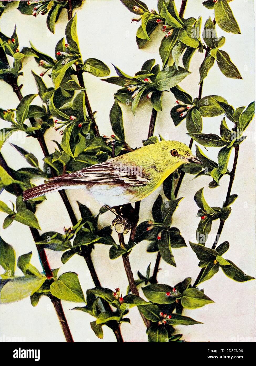 The yellow-throated vireo (Vireo flavifrons) is a small American songbird. From Birds : illustrated by color photography : a monthly serial. Knowledge of Bird-life Vol 1 No 1 June 1897 Stock Photo