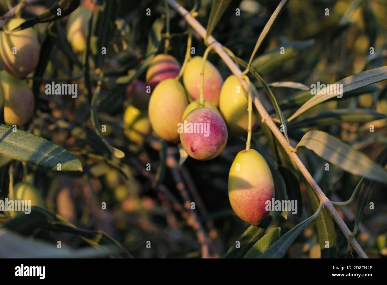 Olives of Manaki variety on olive tree branch in the outskirts of
