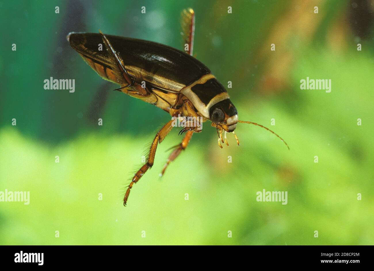 GREAT DIVING BEETLE dytiscus marginalis, FRANCE Stock Photo Alamy