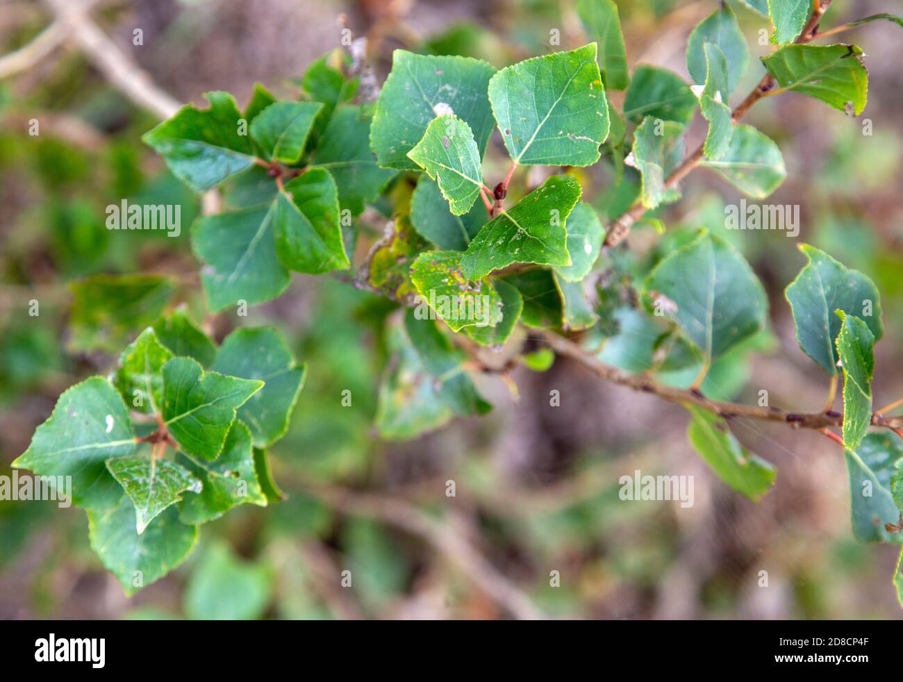 Detail of leaves of populus nigra, black poplar tree, native to Britain