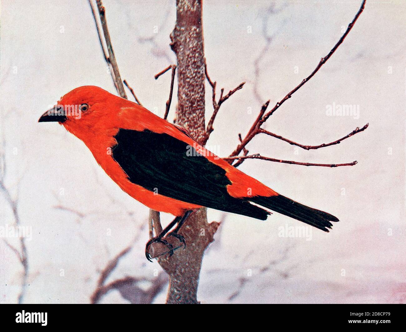 The scarlet tanager (Piranga olivacea syn Piranga erythromelas) is a medium-sized American songbird. From Birds : illustrated by color photography : a monthly serial. Knowledge of Bird-life Vol 1 No 1 June 1897 Stock Photo
