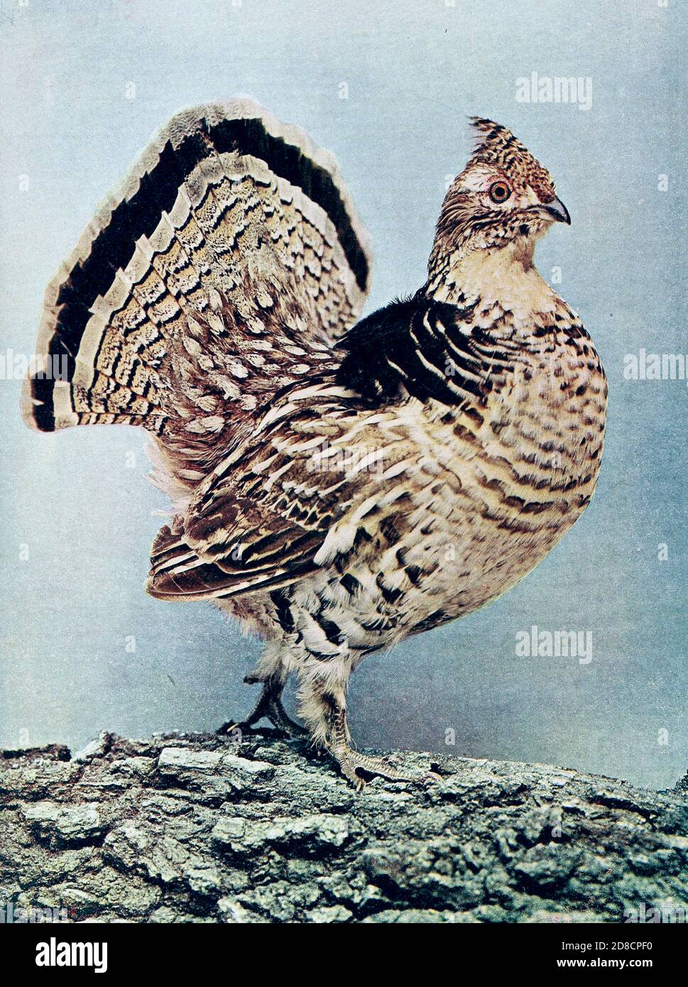 The ruffed grouse (Bonasa umbellus) is a medium-sized grouse occurring in forests from the Appalachian Mountains across Canada to Alaska. It is non-migratory.From Birds : illustrated by color photography : a monthly serial. Knowledge of Bird-life Vol 1 No 1 June 1897 Stock Photo