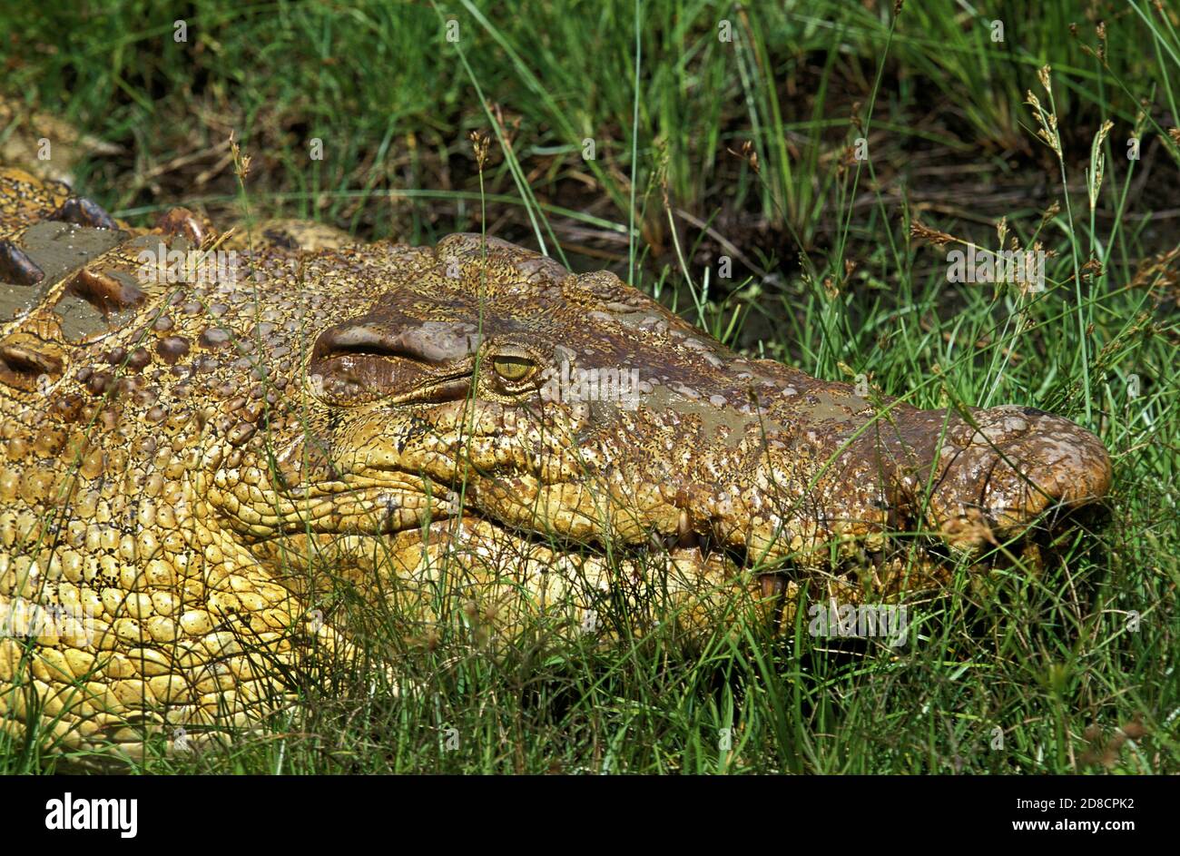 AUSTRALIAN SALWATER CROCODILE OR ESTUARINE crocodylus porosus, AUSTRALIA Photo - Alamy