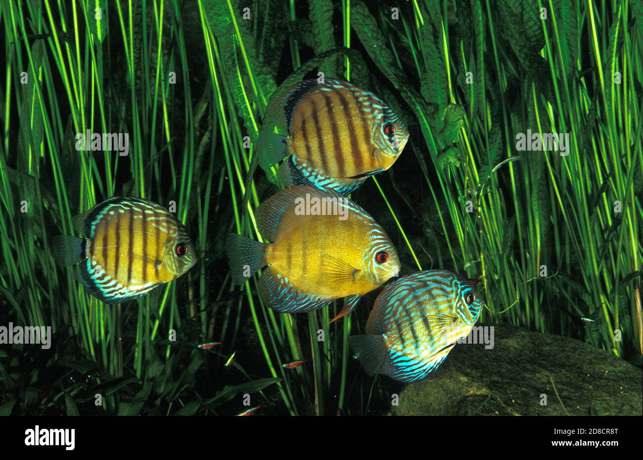 Pompadour fish symphysodon hi-res stock photography and images - Page 3 -  Alamy