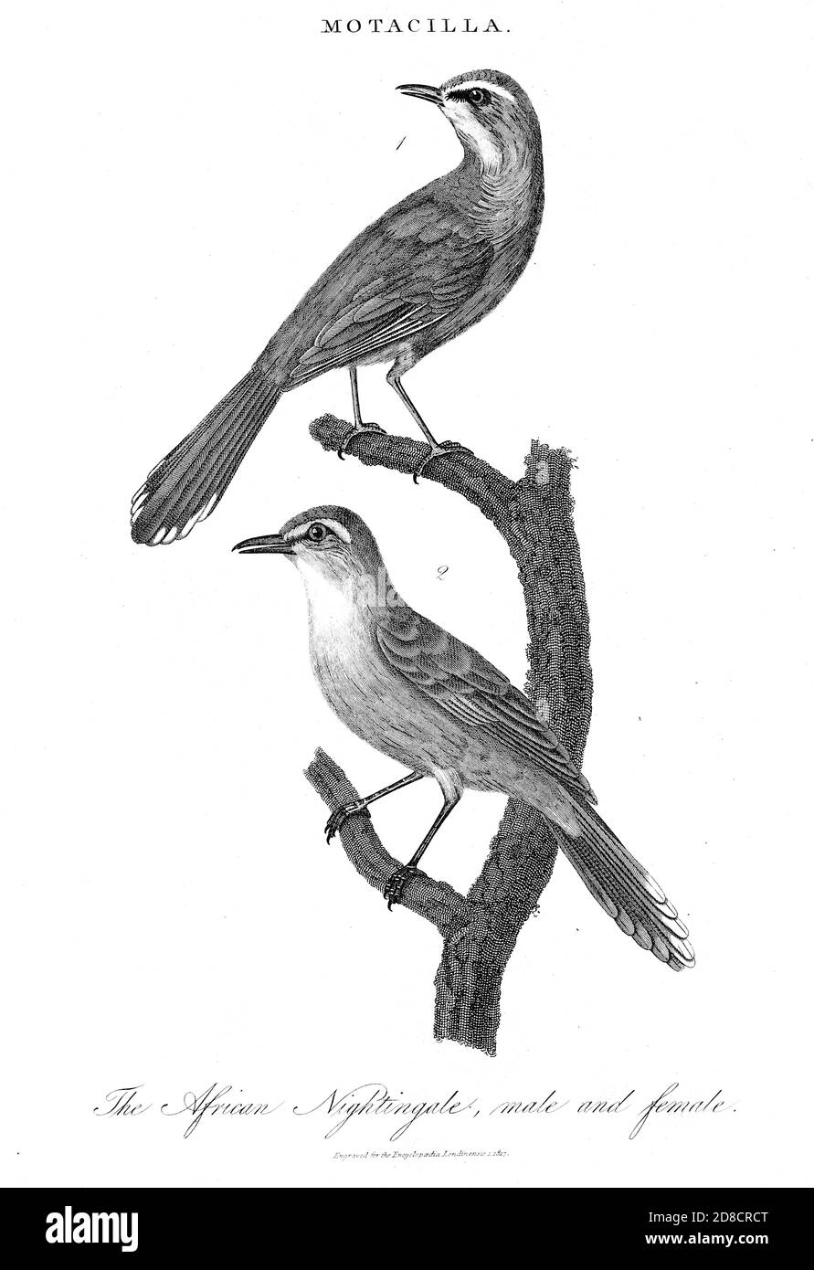 African Nightingale male and female Copperplate engraving From the Encyclopaedia Londinensis or, Universal dictionary of arts, sciences, and literature; Volume XVI;  Edited by Wilkes, John. Published in London in 1819 Stock Photo