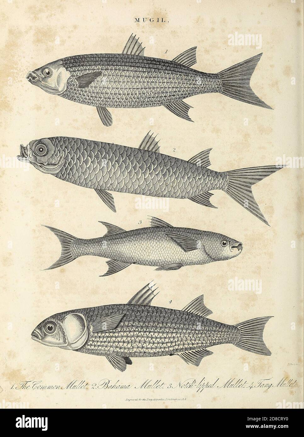 Mugil is a genus of mullet in the family Mugilidae found worldwide in tropical and temperate coastal marine waters, but also entering estuaries and rivers. Copperplate engraving From the Encyclopaedia Londinensis or, Universal dictionary of arts, sciences, and literature; Volume XVI;  Edited by Wilkes, John. Published in London in 1819 Stock Photo