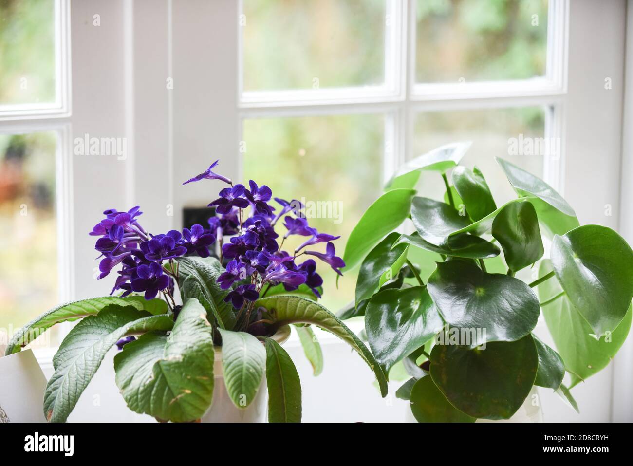plants and flowers on a window ledge inside a bright room with light coming from window Stock