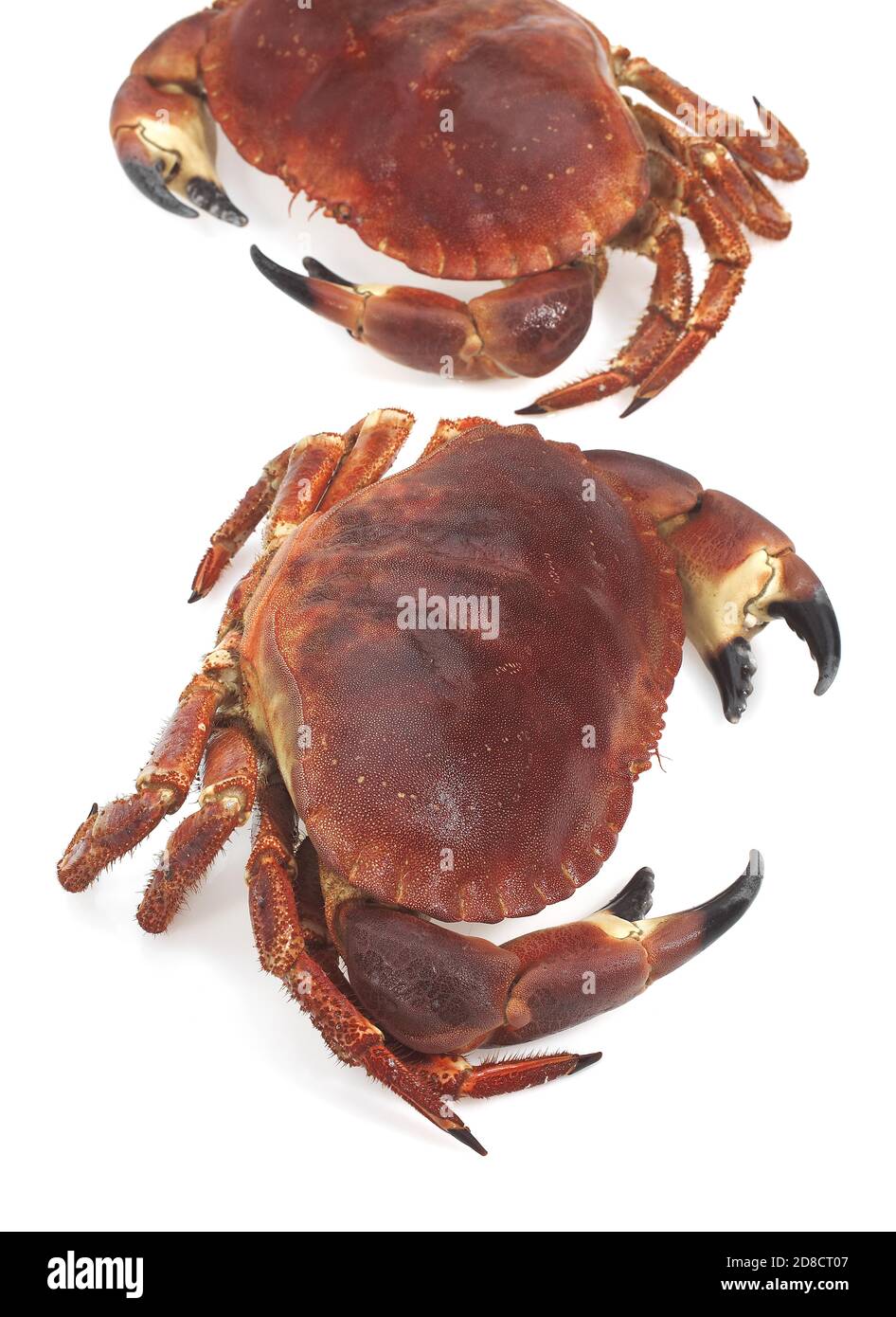 EDIBLE CRAB Cancer Pagurus AGAINST WHITE BACKGROUND Stock Photo Alamy edible-crab-cancer-pagurus-against-white-background-stock-photo-alamy