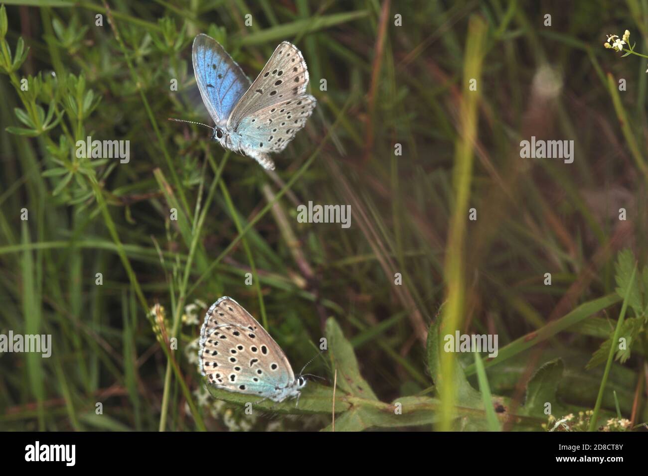 large blue (Phengaris arion, Maculinea arion, Glaucopsyche arion), two large blues, Germany Stock Photo