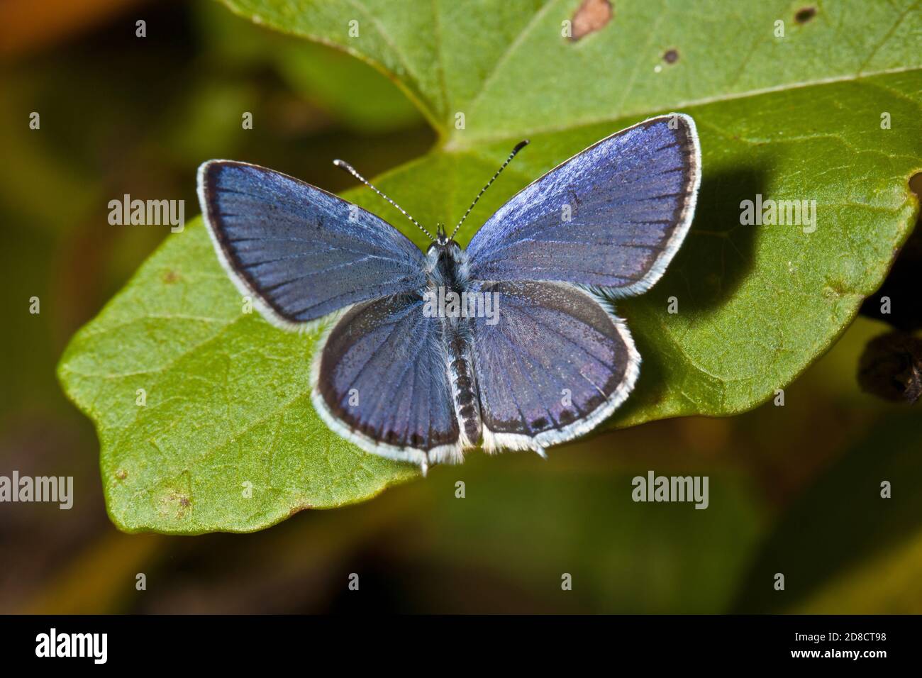Ahort-tailed blue, Tailed Cupid (Cupido argiades), sits on a leaf, Germany Stock Photo