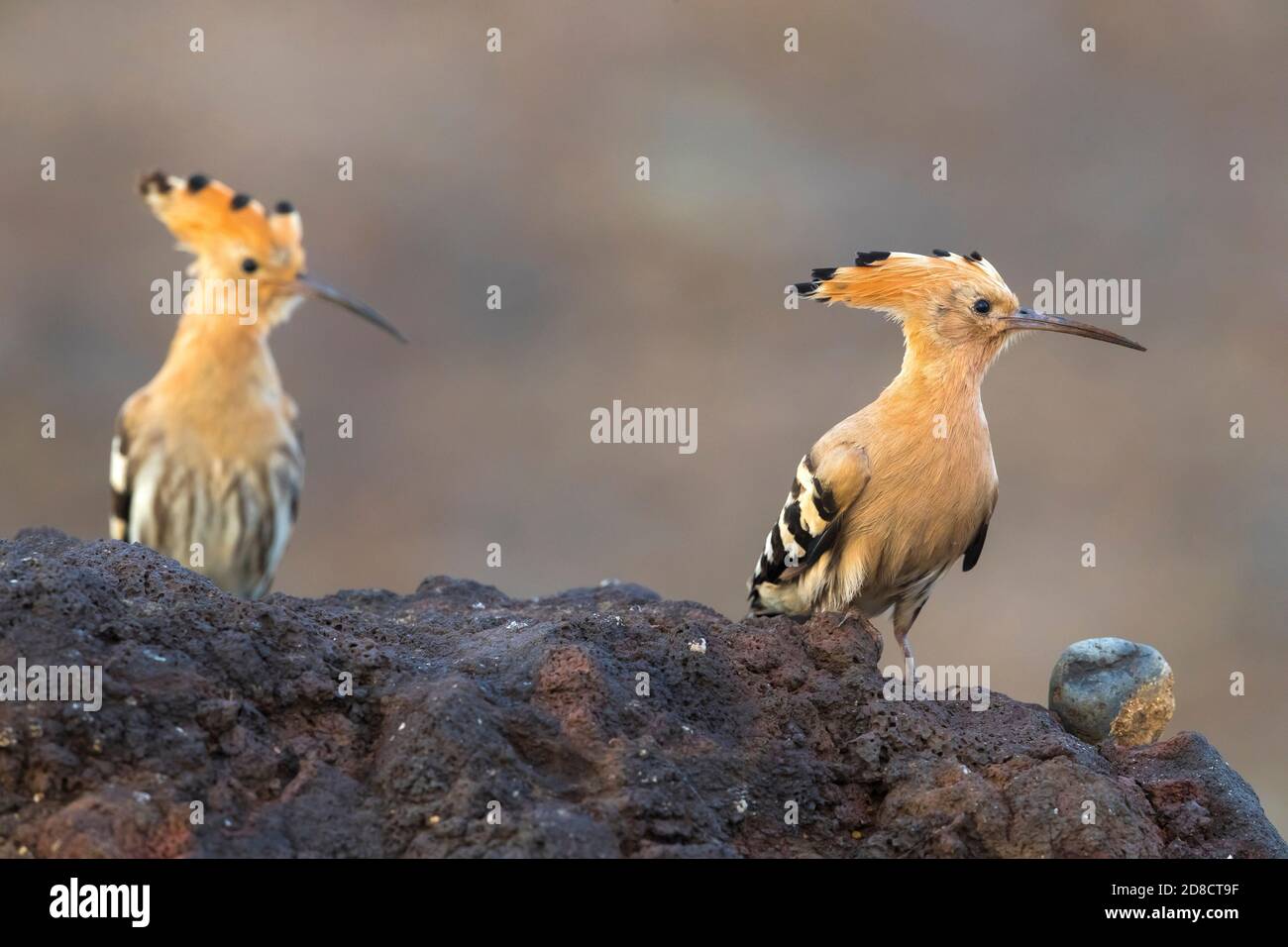 hoopoe (Upupa epops), two hoopoes perching on a volcanic rock, Madeira Stock Photo