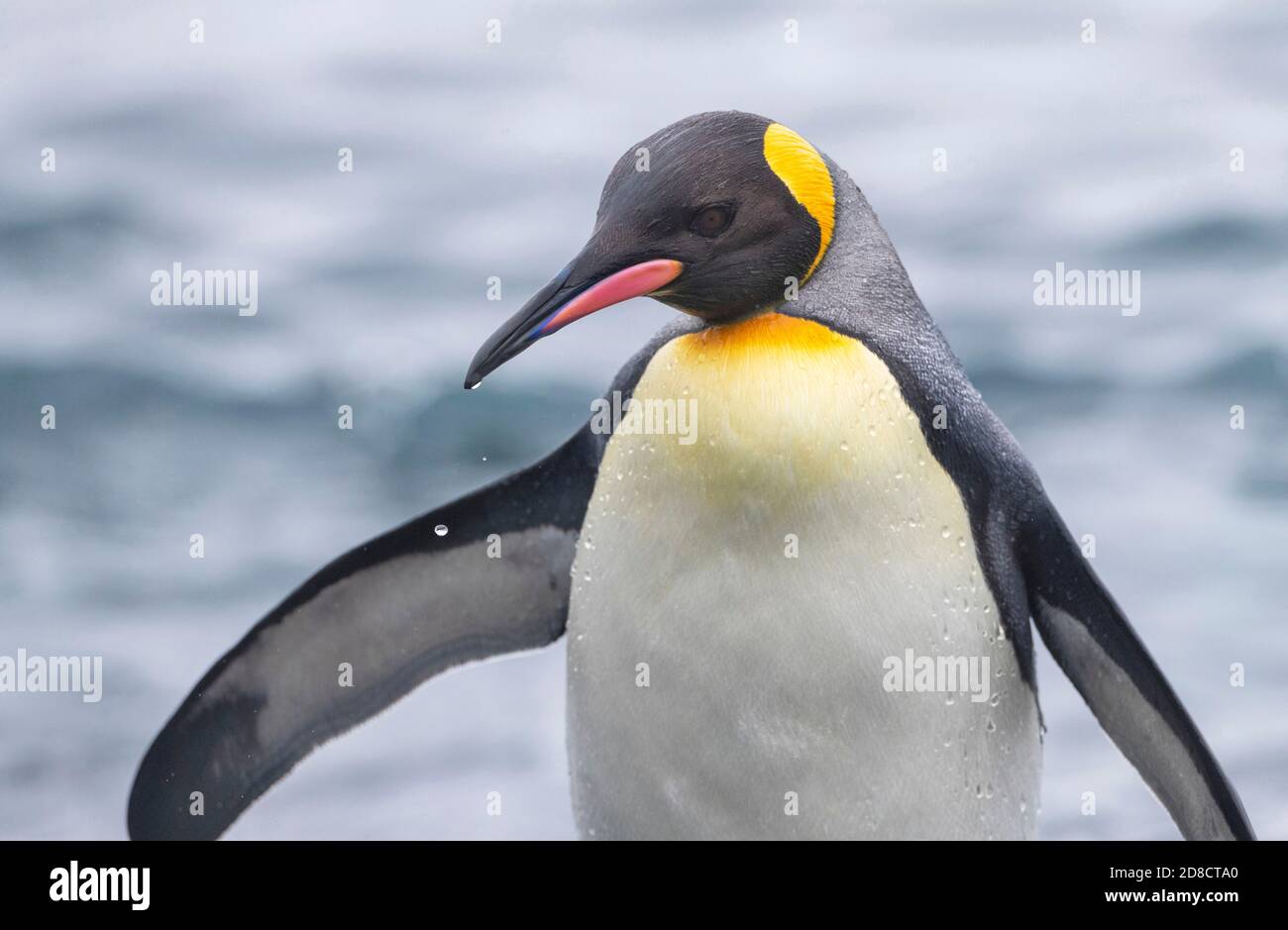 king penguin (Aptenodytes halli, Aptenodytes patagonicus halli), Closeup of an adult merging from the sea, Australia, Tasmania, Macquarie Island Stock Photo