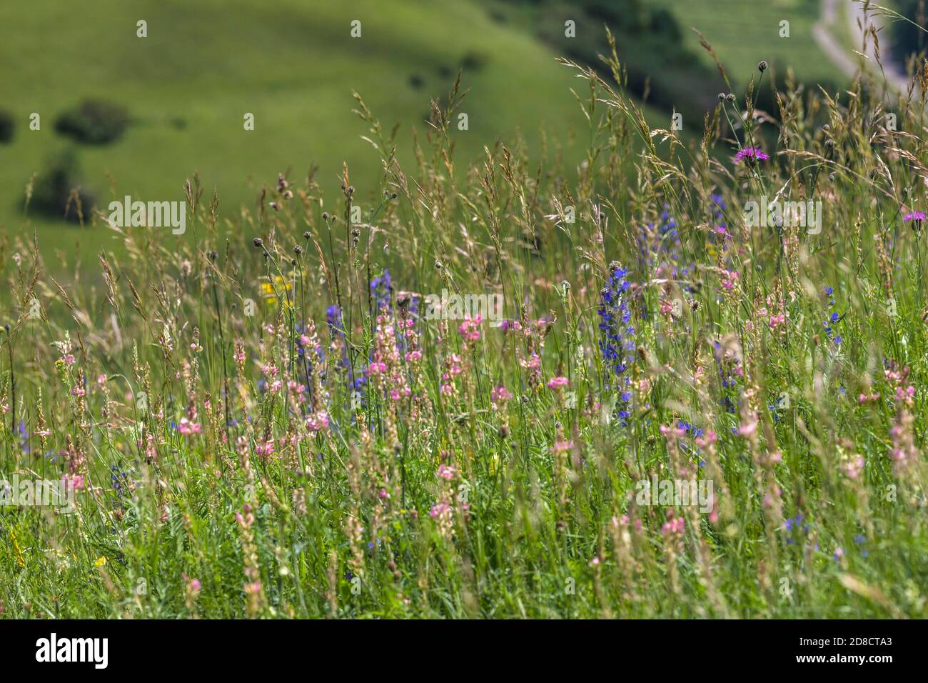 calcareous low-nutrient meadows, Germany, Baden-Wuerttemberg, NSG Badberg Kaiserstuhl Stock Photo