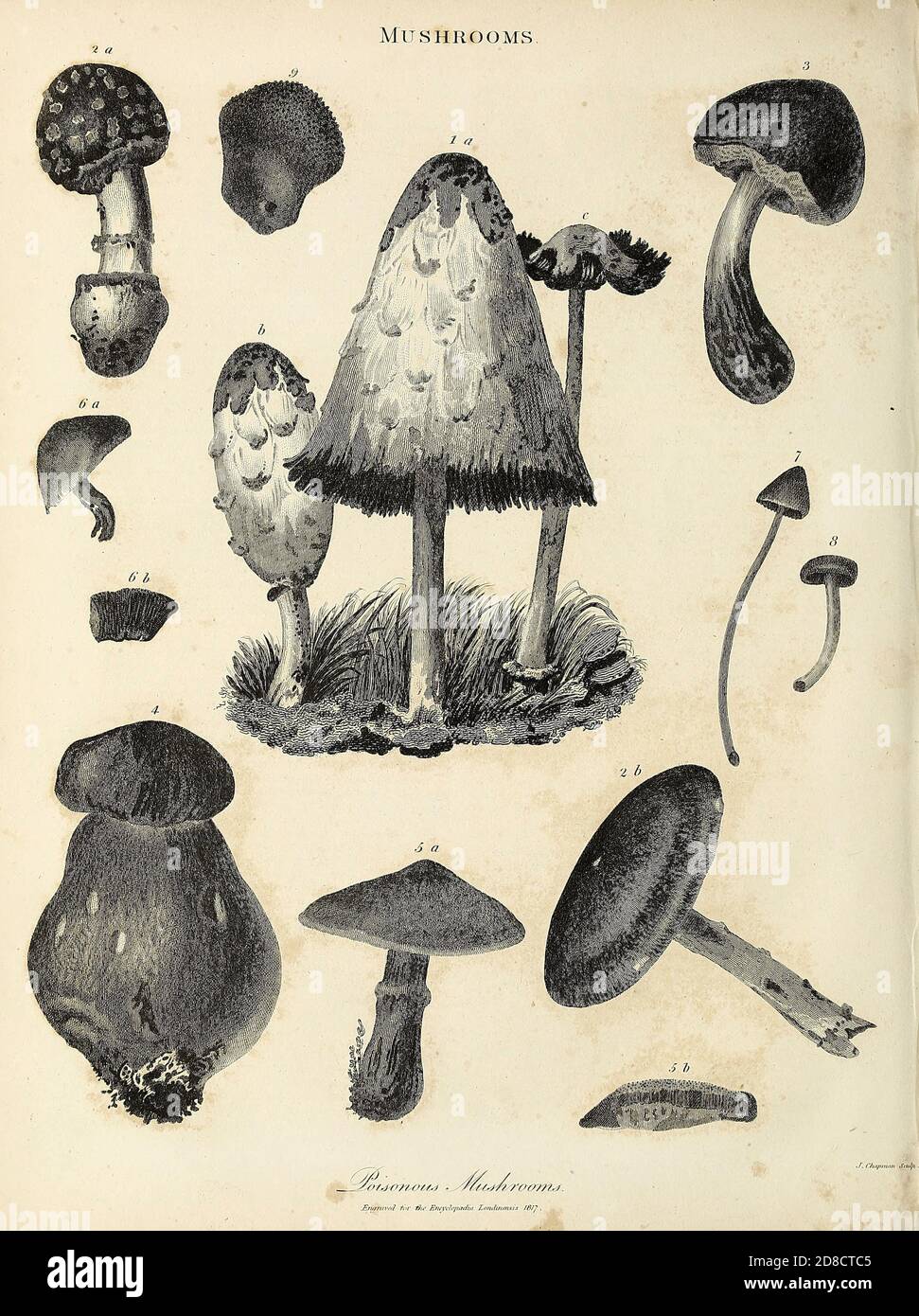 Various Poisonous Mushrooms Copperplate engraving From the Encyclopaedia Londinensis or, Universal dictionary of arts, sciences, and literature; Volume XVI;  Edited by Wilkes, John. Published in London in 1819 Stock Photo
