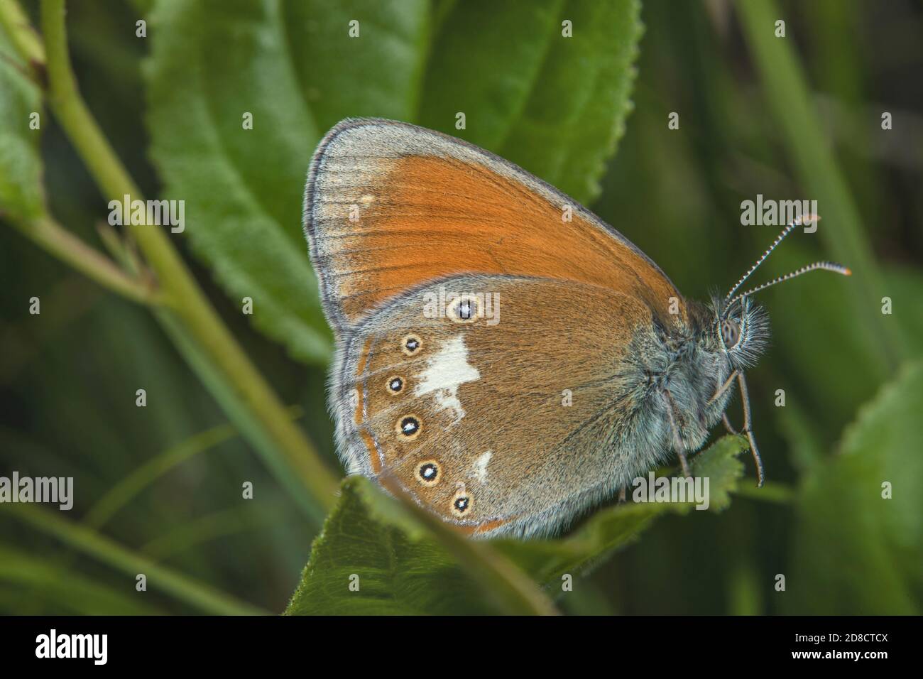 Chestnut heath (Coenonympha glycerion, Coenonympha iphis), sitting on a leaf, side view, Germany Stock Photo