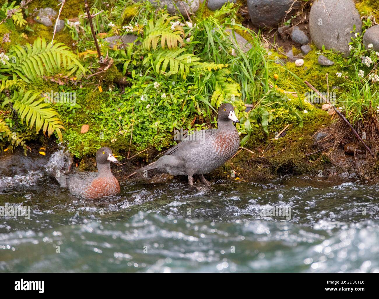 Blue duck, Whio (Hymenolaimus malacorhynchos), pair standing at a lush green bank along a fast flowing river, New Zealand, Northern Island, Turangi Stock Photo