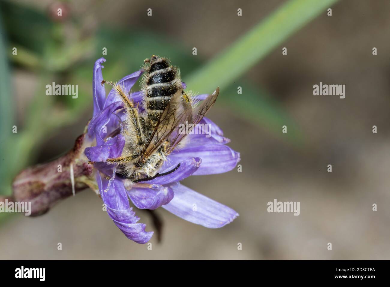 Pantaloon Bee (Dasypoda altercator, Dasypoda plumipes, Dasypoda hirtipes), male, Germany Stock Photo